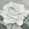 Rose One Poster Print by Franz Heigl - Item # VARPDXGA0116180